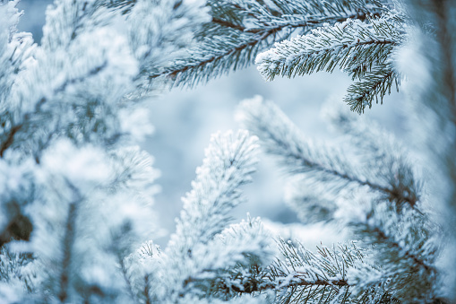 Winter christmas background - snow falling on pine tree branches.