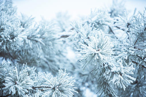 Winter christmas background - snow falling on pine tree branches.