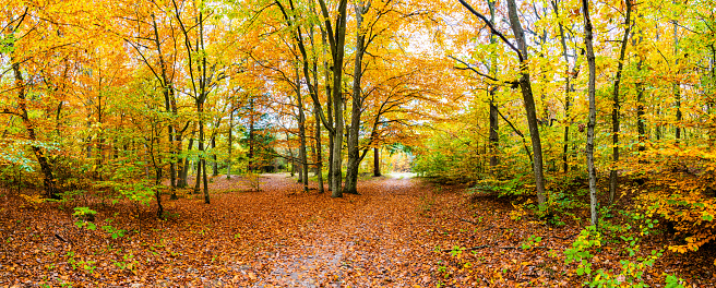 Path covered with brown and red fallen leaves, leading through an autumn forest.