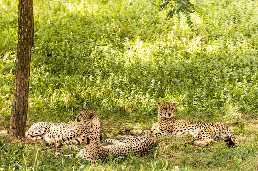 A herd of leopards resting under the shade of a tree on a hot summer day. Wild animals outdoors, living in the wild.