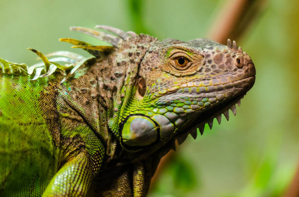 istock Close up of green iguana 1428285343