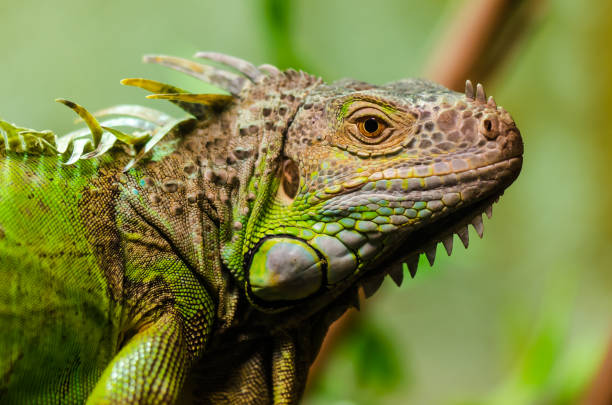 Close up of green iguana stock photo
