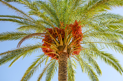 Date fruits growing in top of a date palm tree
