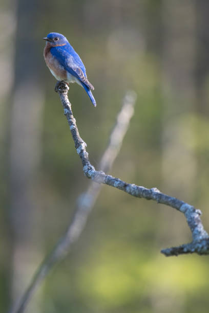 istock Eastern Bluebird perched atop the tree branch 1428288674