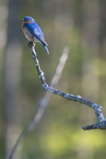 Eastern Bluebird in the sunlight during spring in New York