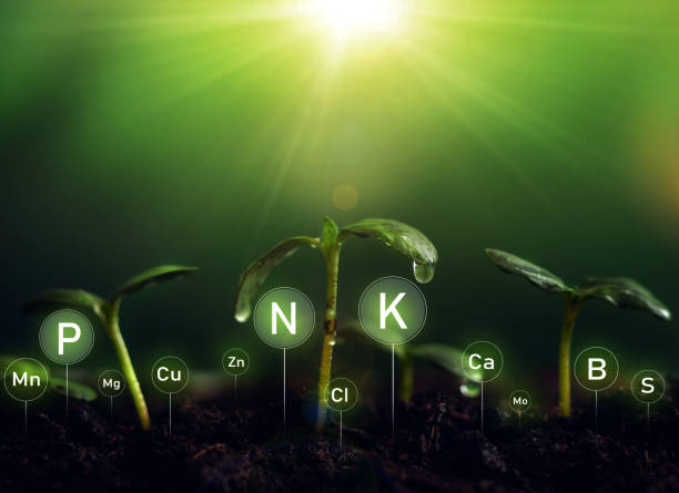 fertilization and the role of nutrients in plant life.young plants  on sunny background with digital mineral nutrients icon. - the natural world plant attribute natural phenomenon mineral imagens e fotografias de stock