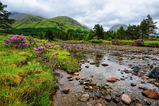 Fairy-tale landscape, Rhododendrons in Glen Etive, Highlands, Scotland. High quality photo
