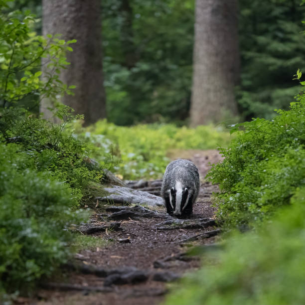 Eurasian Badger in Svratka River. Bohemian-Moravian highlands. High quality photo