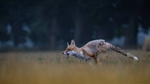 istock Fox on the run. Bohemian-Moravian Highlands. Czechia. 1428293848