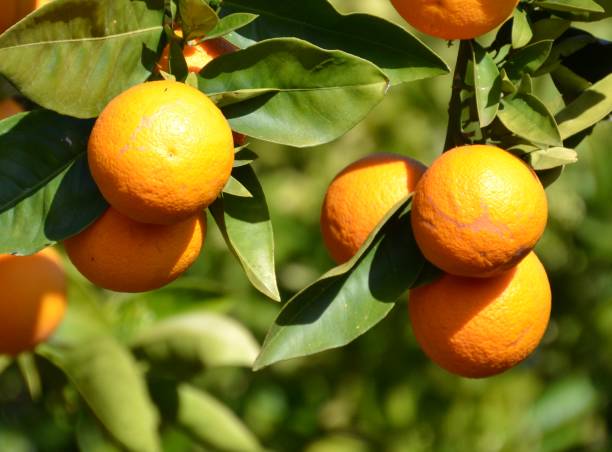Plentiful ripening citrus fruit oranges on a tree in the sunshine in Riverina district of Mildura on the edge of the outback in Australia stock photo