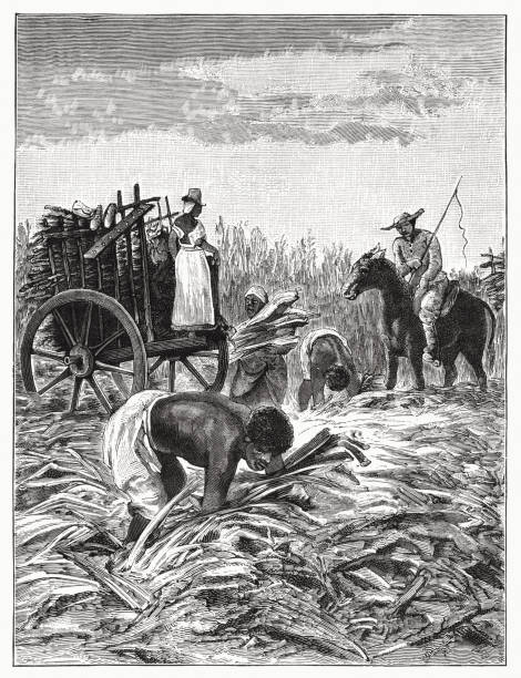 African American slaves on a sugar cane plantation, woodcut, 1885 African American slaves work on a sugar cane plantation. Due to the high mortality in the plantations, a disproportionately large number of workers were needed. The number of slaves shipped across the Atlantic from Africa to America by the 19th century is estimated at around 10-12 million. Wood engraving after a drawing by Peter Krämer, published in 1885. drawing of slaves working stock illustrations