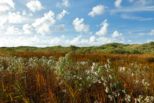 Autumn colored plants behind the dunes of a north sea beach