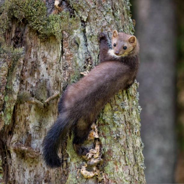 istock Wild animal Martes foina in the forrest. 1428297191