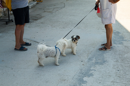 Senior couple  with a small dog took a short leisurely walk down the street. Enjoys walking along the street on a summer day.