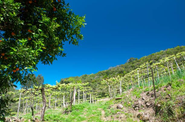 istock vision of a vineyard in spring 1428301731