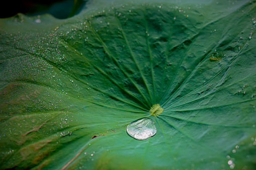 A drop of water rolled on a lotus leaf.