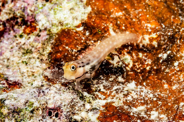 Yaeyama Blenny Ecsenius yaeyamaensis, Palau, Micronesia Yaeyama Blenny Ecsenius yaeyamaensis occurs in the Indo-West Pacific solitary or in small groups on boulder habitats in a depth range from 0-15m, max. length 6cm. Often sitting on rock or living coral. The independently mobile eyes, the monocular vision of fishes is obvious here: by tracking two objects, may be predators at the same time, they might have a better chance to survive. Of course, they pay the larger field of vision with limited depth perception. Palau, Lighthouse Channel 7°17'19.54 N 134°27'36.57 E at 7m depth monocular vision stock pictures, royalty-free photos & images