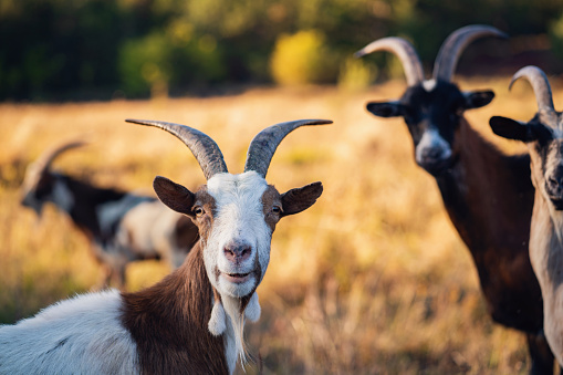 Goats on pasture.