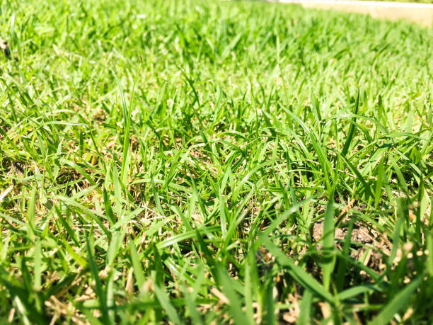 istock Green grass with the sun late 1428305116