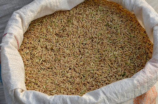 Sacks full of harvested rice