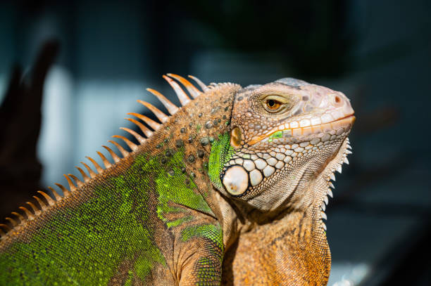 istock lizard, animal, green lizard with blur background 1428308078