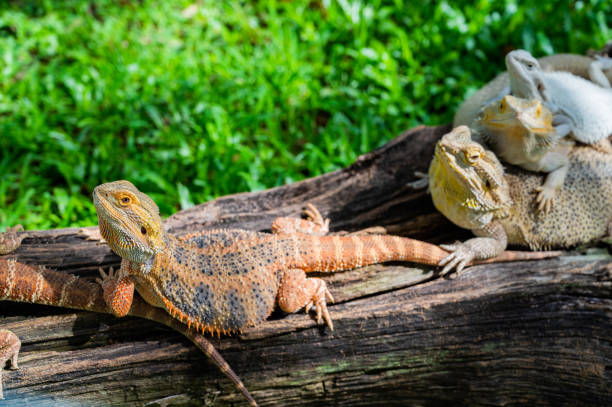 istock bearded dragon on ground with blur background 1428308079