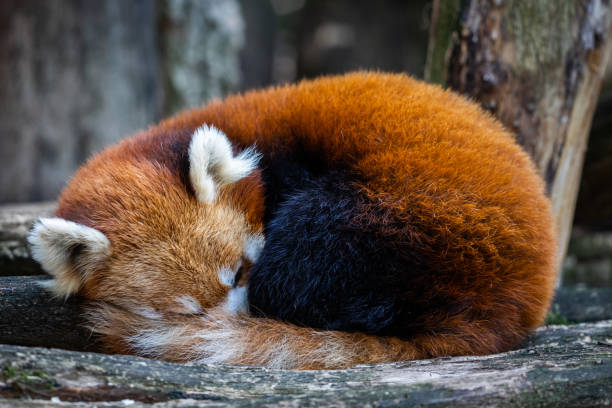 istock A red panda sleeps in the forest 1428309836
