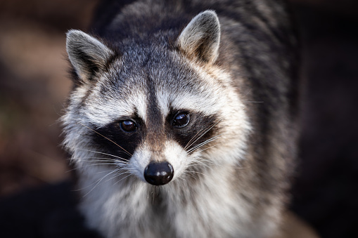 Portrait of a raccoon in the forest