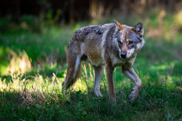 istock Portrait of a gray wolf in the forest 1428310646