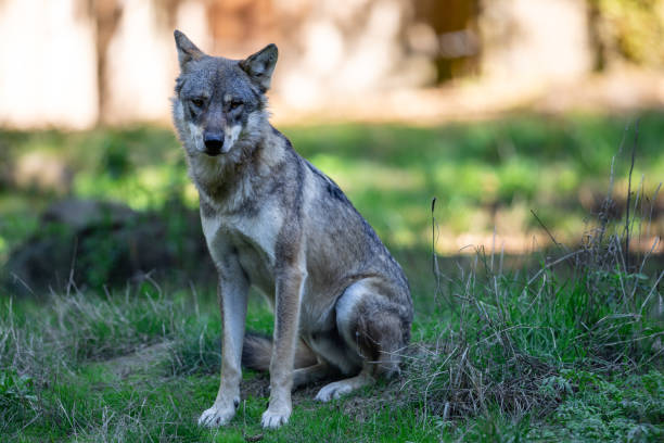 istock Portrait of a gray wolf in the forest 1428311020