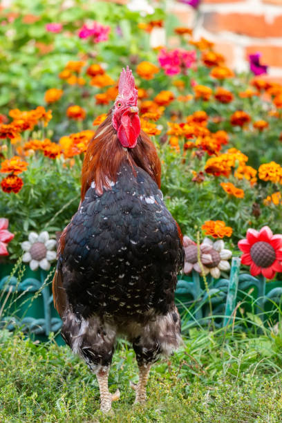 istock cute rooster crowing on the farm.. 1428311105