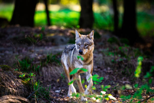 istock Portrait of a gray wolf in the forest 1428311178