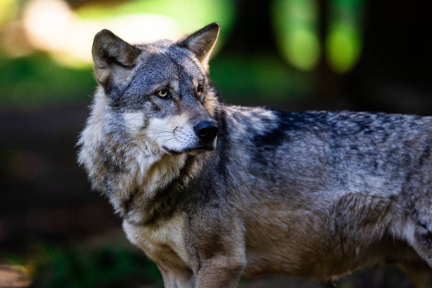 istock Portrait of a gray wolf in the forest 1428312320