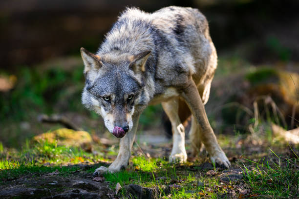 istock Portrait of a gray wolf in the forest 1428312345