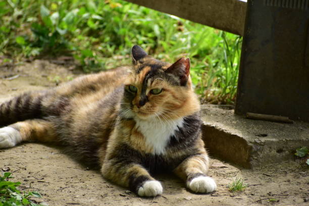 Portrait of the animal called calico cat stock photo