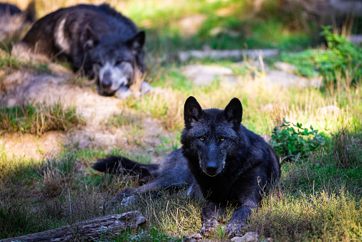 Portrait of a black wolf or timberwolf in the forest