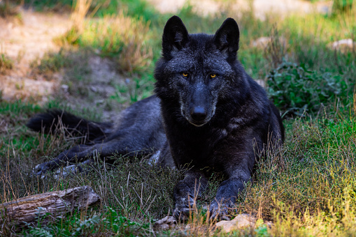 Portrait of a black wolf or timberwolf in the forest