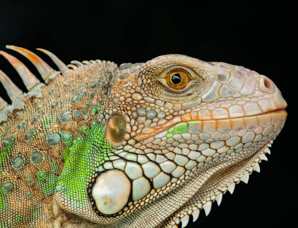 istock lizard, animal, green lizard with blur background 1428315323