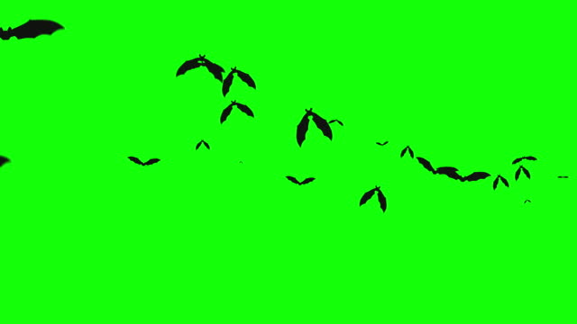 Halloween Bats On Green Screen Flying