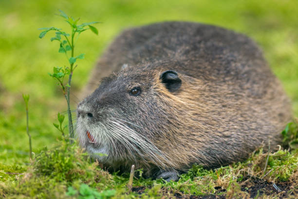 rongeur coypu aux dents orange - nutria rodent beaver water photos et images de collection