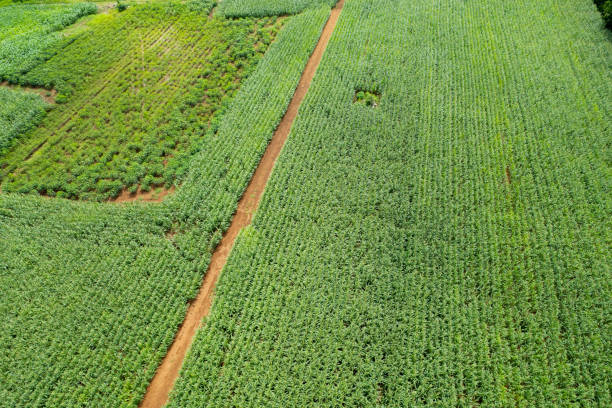istock high angle view of farm, grow plants, nice landscape 1428321486