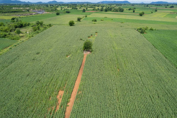 istock high angle view of farm, grow plants, nice landscape 1428321511