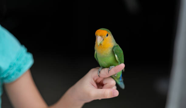 istock A lovebird perched on a finger, parrot 1428321655