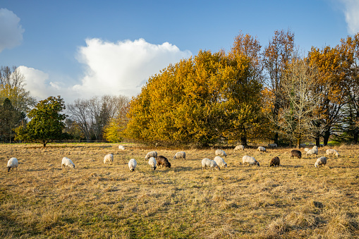 Flock of Landes sheep on the yellow grass of a meadow on an Autumn dayin France