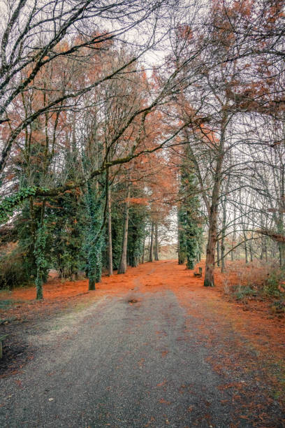 istock path in the woods on an autumn day 1428322215