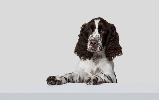 Portrait of purebred english springer spaniel dog peeking out box isolated over grey background. Attentive look. Concept of motion, domestic pets, animal life. Copy space for ad