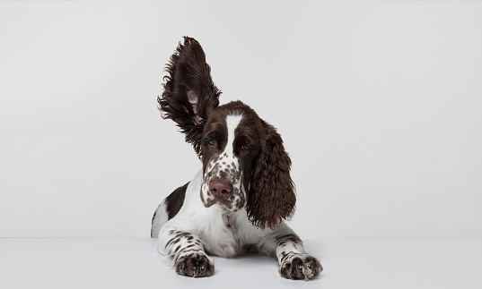Portrait of purebred english springer spaniel dog calmly lying with ear flying upwards isolated over grey background. Concept of motion, domestic pets, animal life. Copy space for ad
