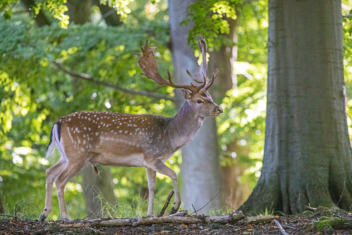 Fallow deer stag in a forest in a park called Dyrehaven, which is a large public deer park north of Copenhagen and it is a UNESCO heritage place because of the landscape layout for royal par force hunts