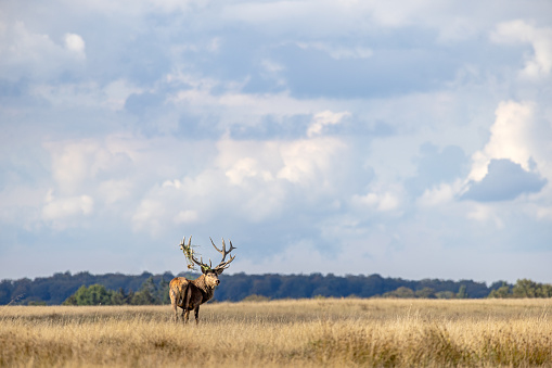 Male red deer out in the open grassland during rut - it is a well known trick to fill the antlers with grass to look bigger and more impressive. The picture is taken in Dyrehaven which is a public deer park north of Copenhagen and it is a UNESCO heritage site because of the landscape which is designed for royal hunts, called par force hunting