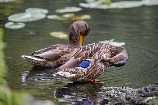 Two young mallard ducks cleaning their feathers while sitting on the brink of Mølleåen, one of the largest streams of water in Denmark and situated in a natural parkland north of Copenhagen
